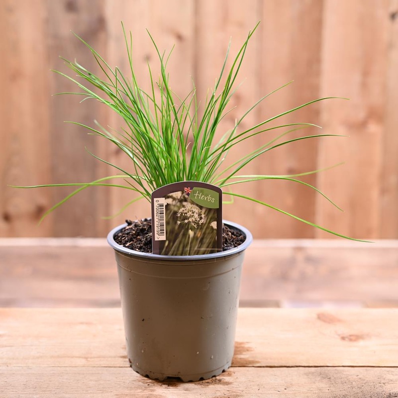 Chives Garlic – Allium Tuberosum  1L