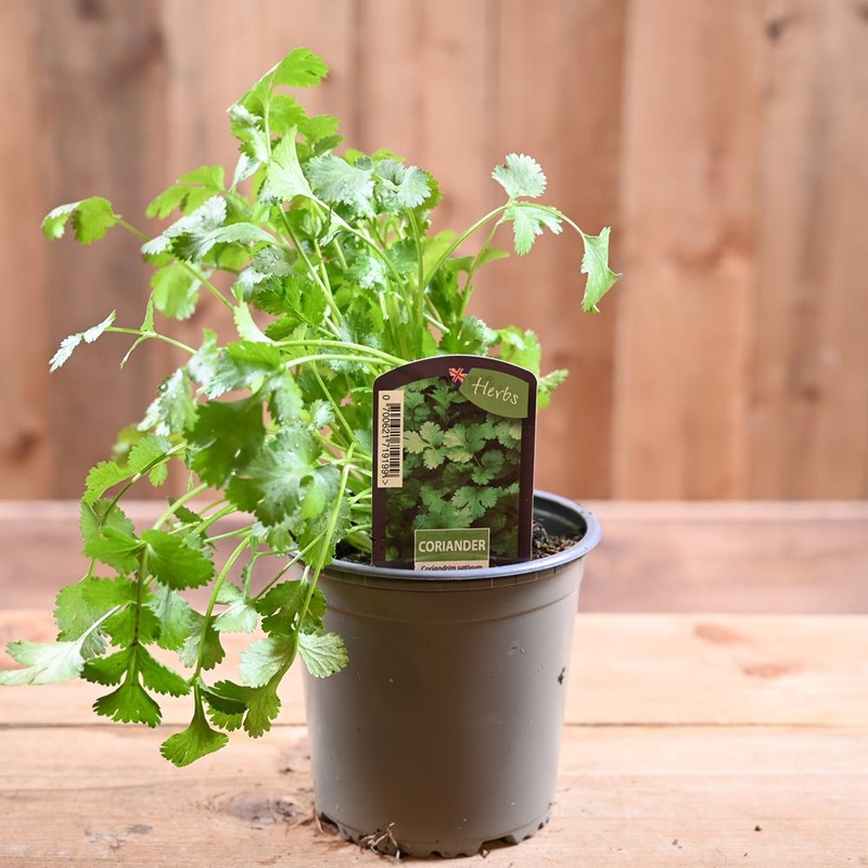 Coriander – Coriander Sativum 1L