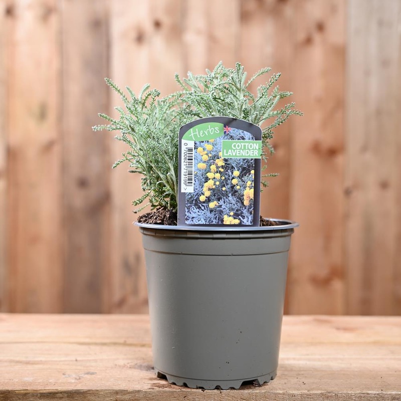 Cotton Lavender – Santolina Chamaecyparissus  1L