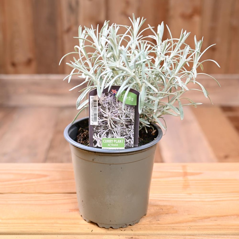Curry Korma – Helichrysum Italicum  1L