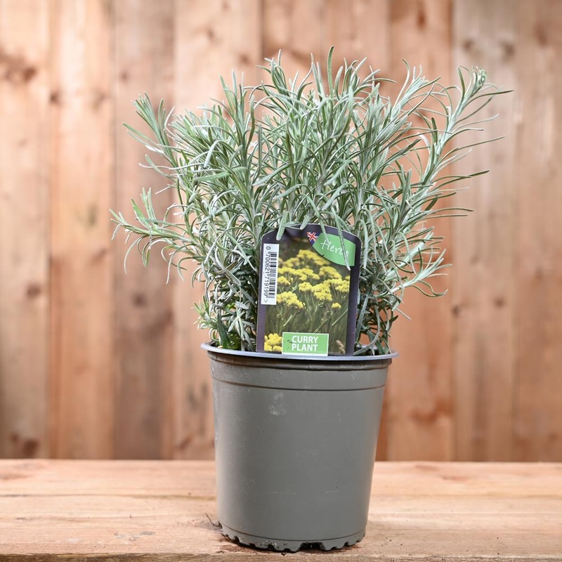Curry Plant – Helichrysum Italicum  1L