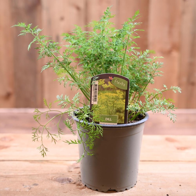 Dill – Anethum Graveolens 1L