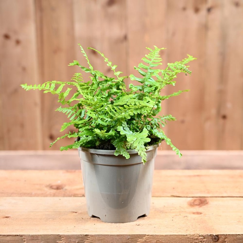 Dryopteris Cristata The King 1L