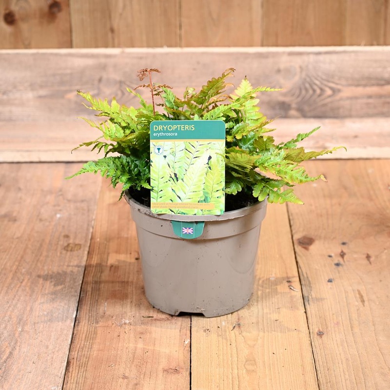 Dryopteris Erythrosora 3L