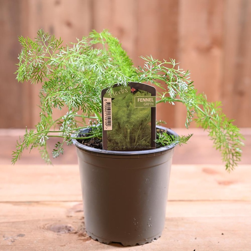 Fennel Green – Foeniculum Vulgare 1L