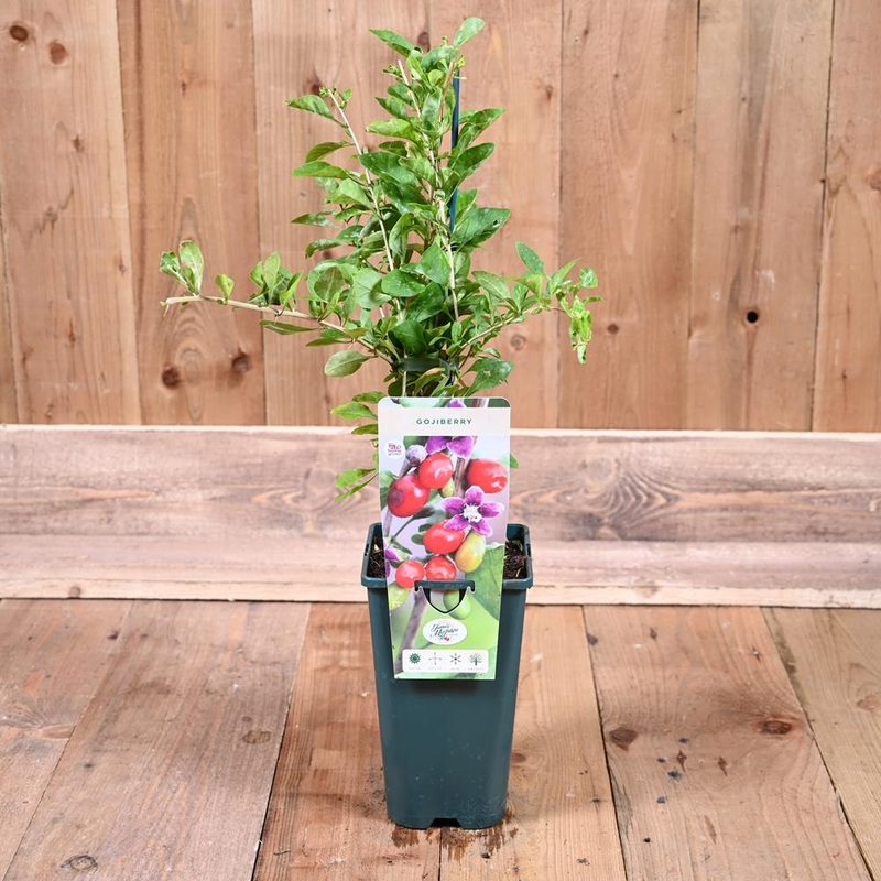 Gojiberry- Lycium Barbarum 3L