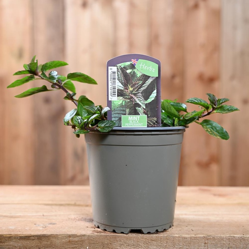 Herb Mint Peppermint Black 1L