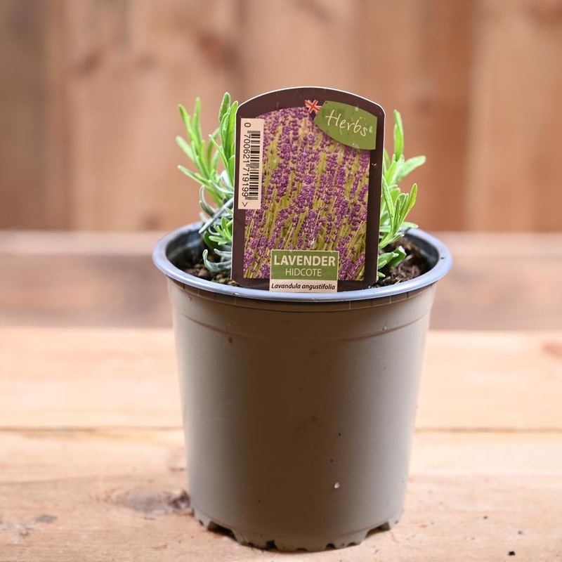Lavander Hidcote – Lavandula Ang.  1L