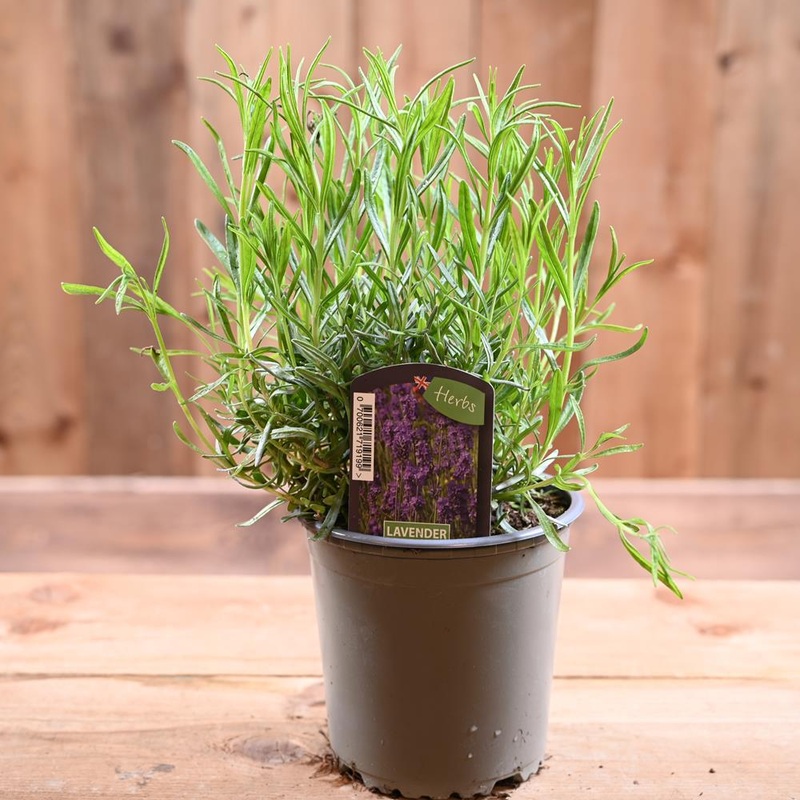 Lavander Munstead – Lavandula Ang.  1L