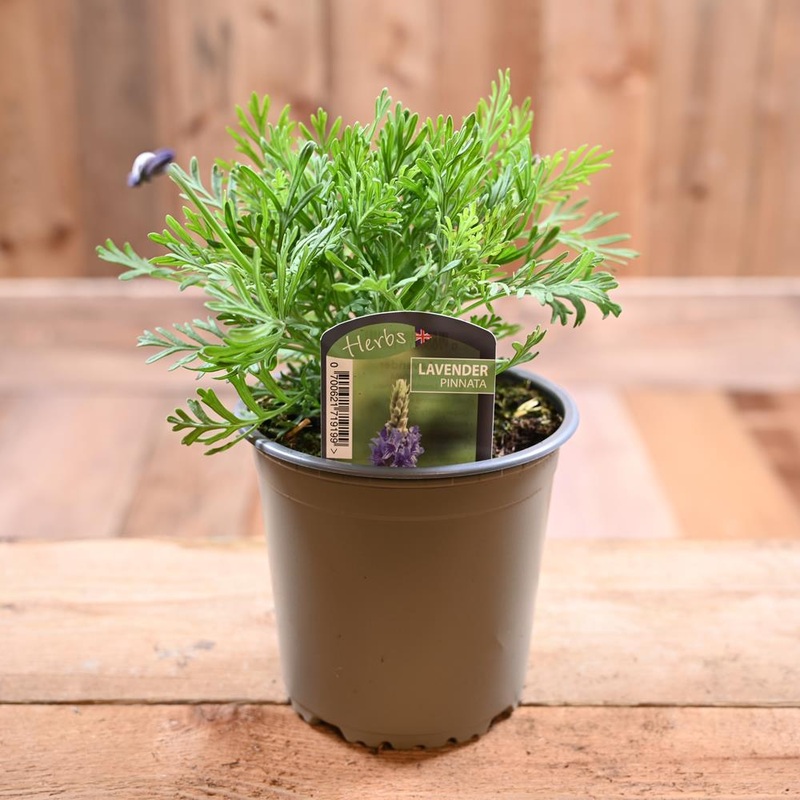 Lavander Pinnata – Lavandula  1L