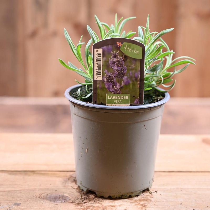 Lavander Vera – Lavandula Int.  1L