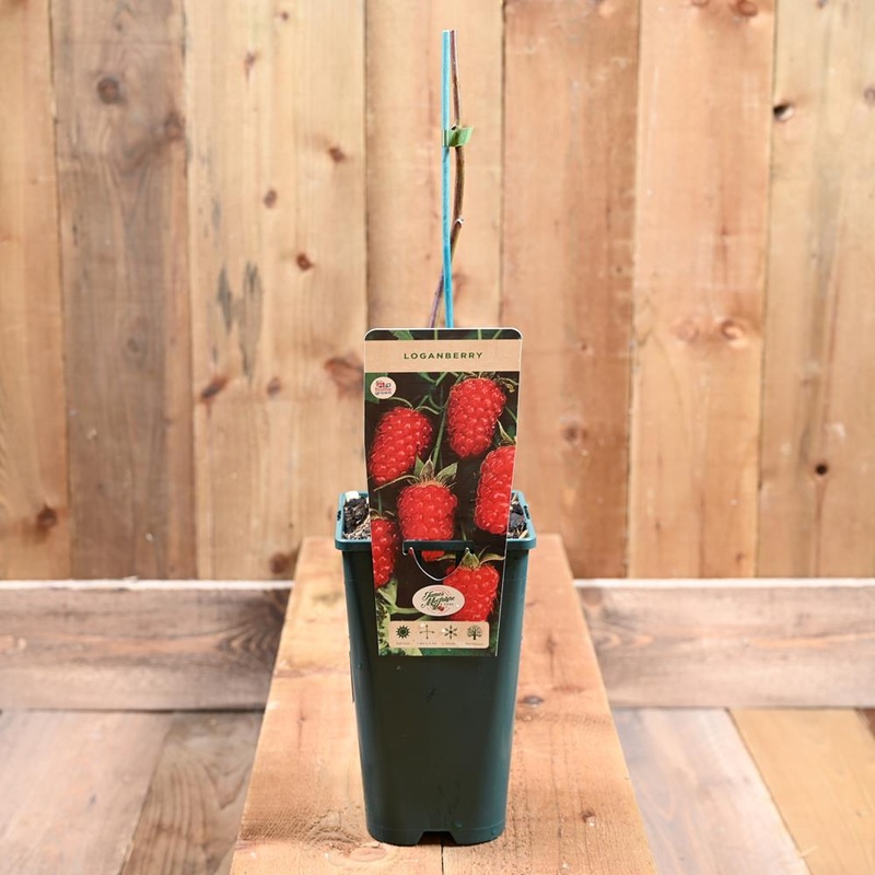 Loganberry 3L