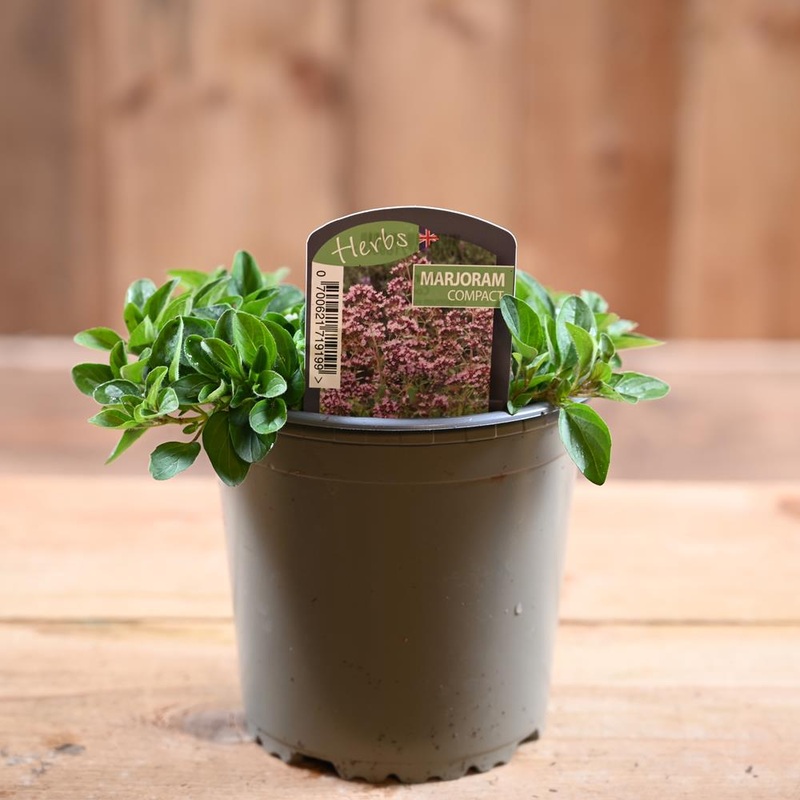 Marjoram Compact- Origanum Vulg. ‘Compactum’  1L
