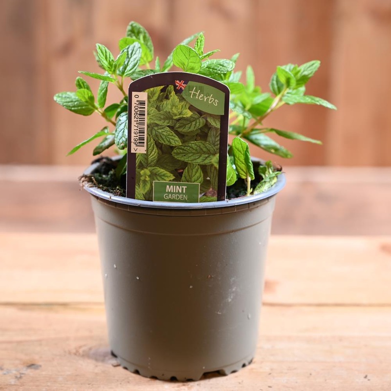 Mint Garden – Mentha Spicata  1L