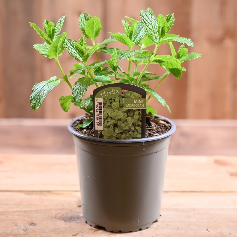 Mint Moroccan – Mentha Spicta 1L