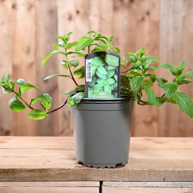 Mint Spearmint – Mentha Spicata  1L