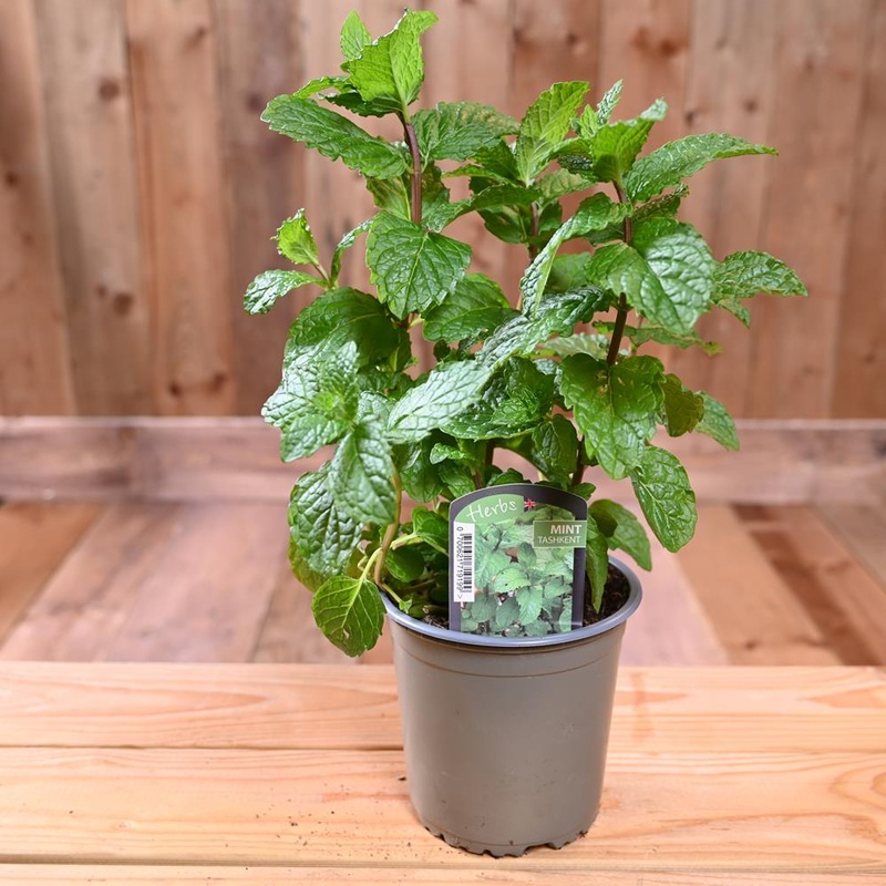 Mint Tashkent – Mentha Spicta 1L