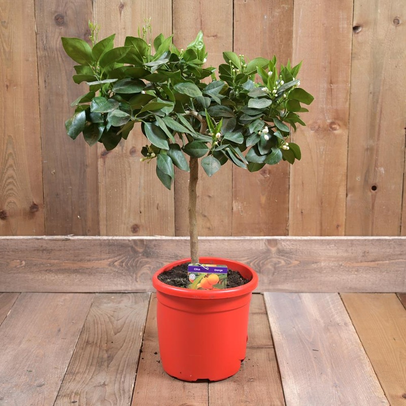 Orange Mini Stem 70-80cm 20cm pot