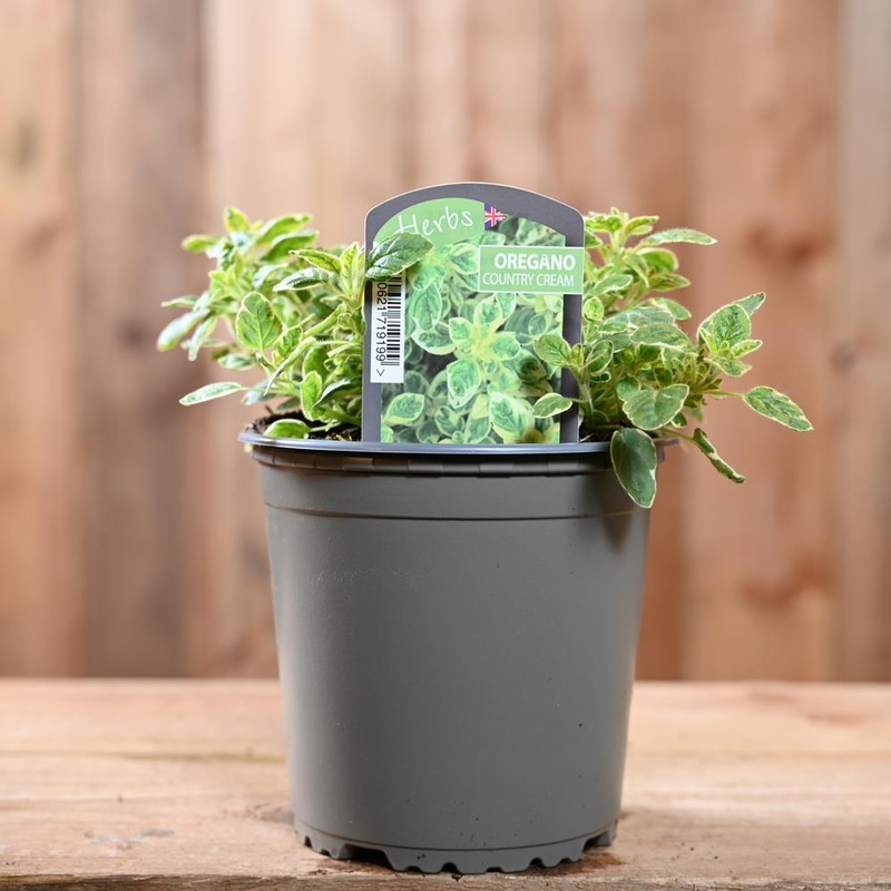 Oregano Country Cream – Origanum Vulg. 1L