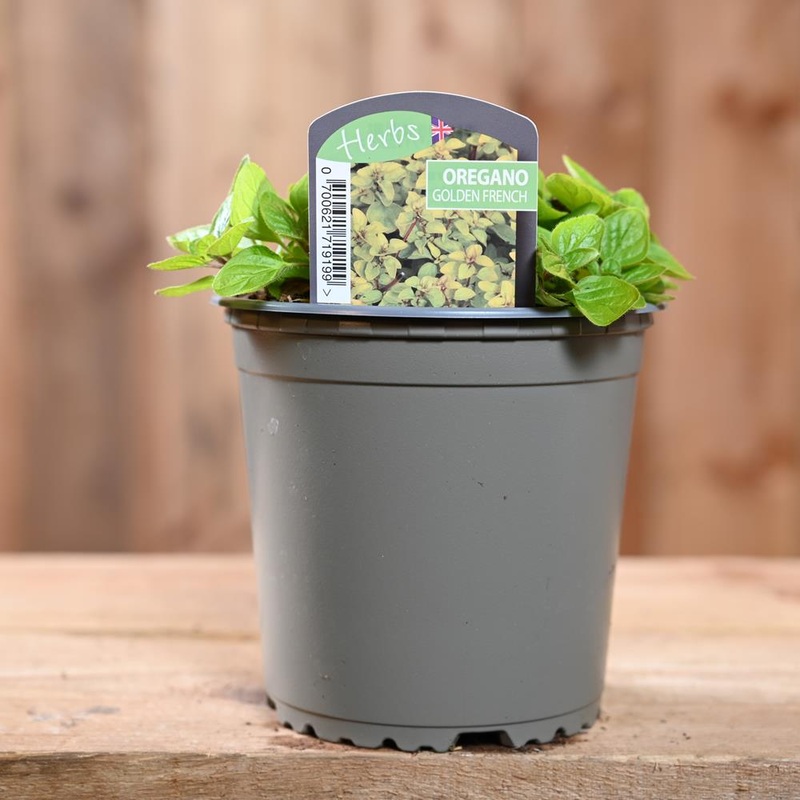 Oregano Golden French – Origanum Vulg. 1L