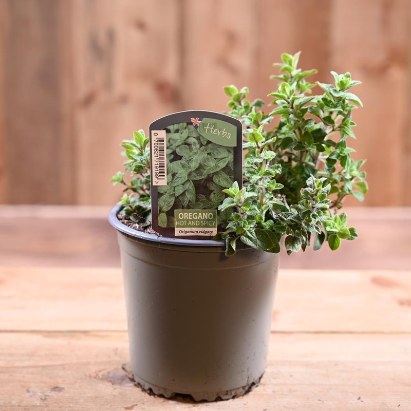 Oregano Hot & Spicy – Origanum Vulg.  1L