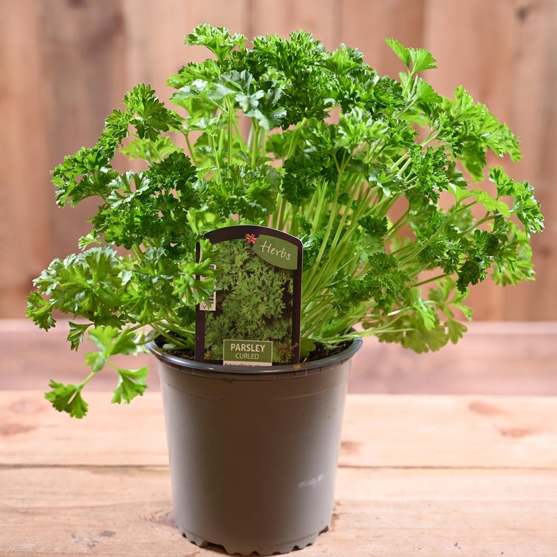 Parsley Curled – Petroselinum Crispum  1L