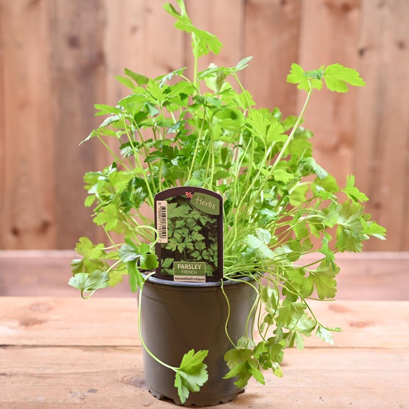Parsley French – Petroselinum Crispum  1L
