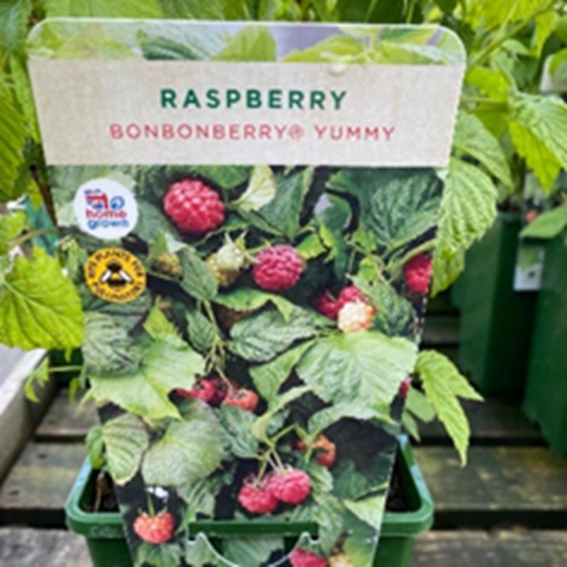 Raspberry Bonbonberry Yummy 3L