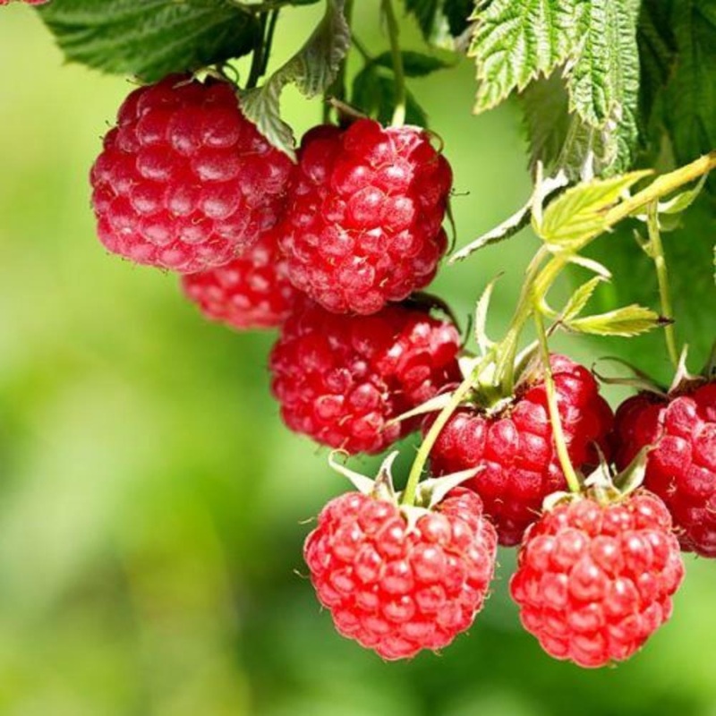 Raspberry Malling Leo 5 Canes 3L