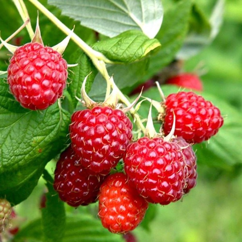 Raspberry Malling Promise 5 Canes 3L