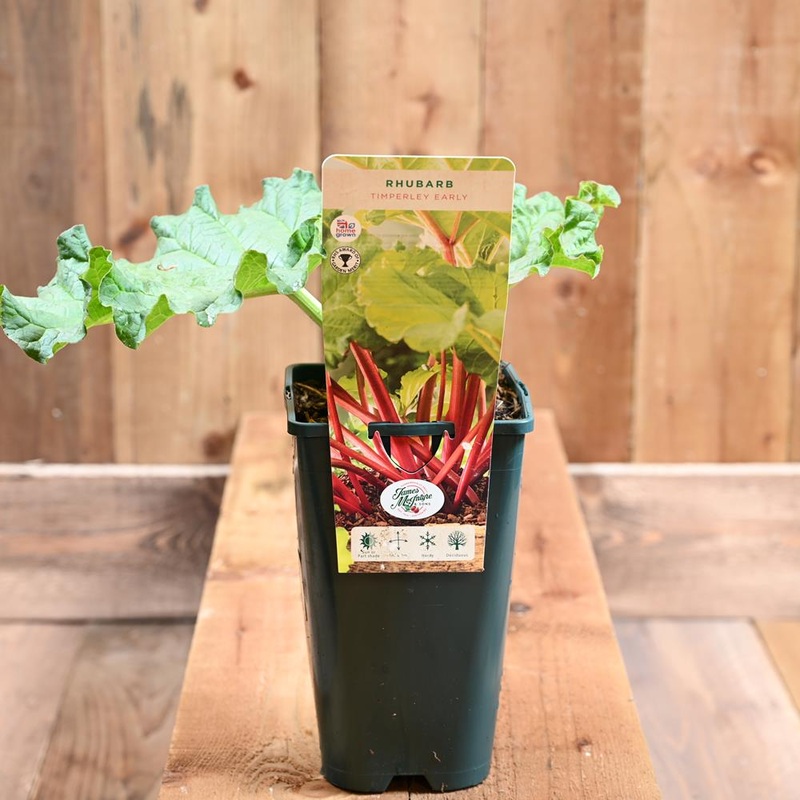 RHUBARB Timperley Early in 3l pot