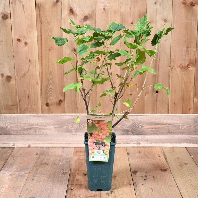 Ribes Pinkcurrant Gloire De Sablons 3L