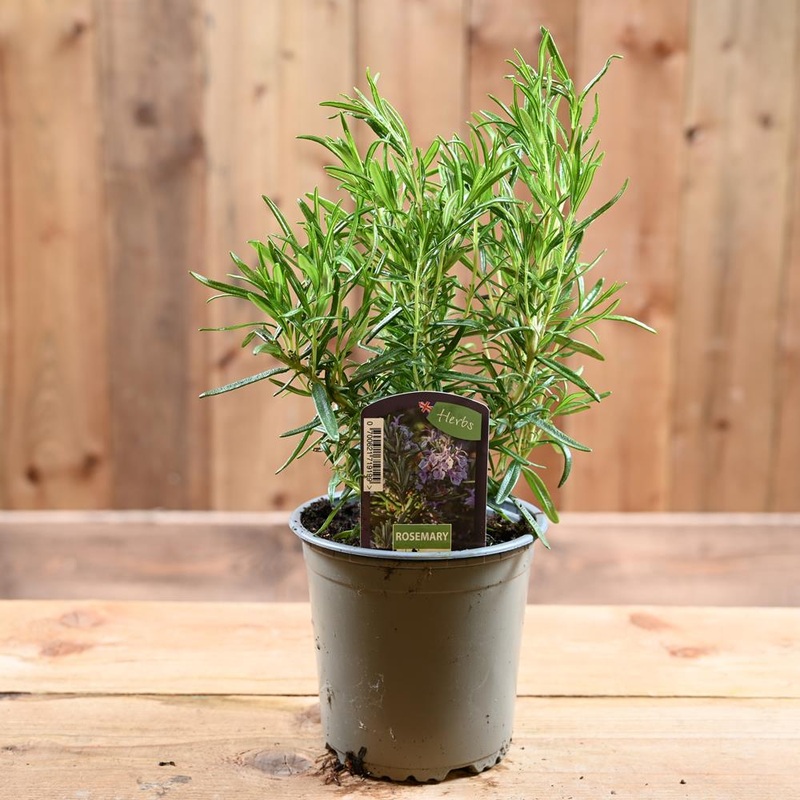 Rosemary Miss Jessop’S – Rosmarinus Officinalis  1L
