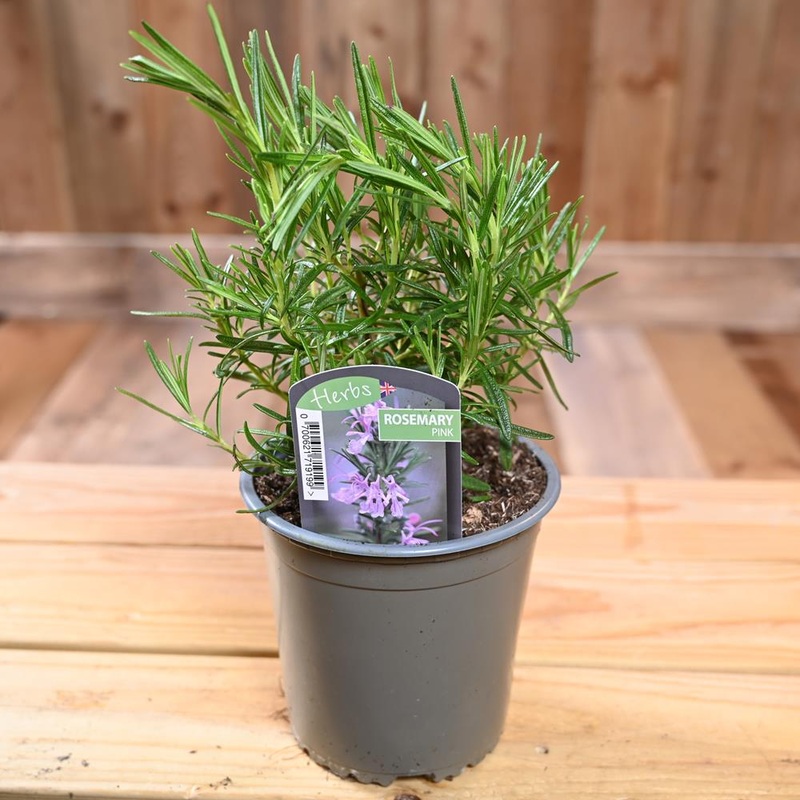 Rosemary Pink – Rosmarinus Officinalis  1L