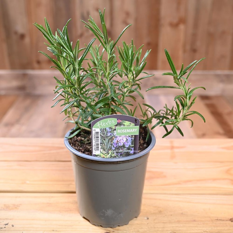 Rosemary – Rosmarinus Officinalis 1L