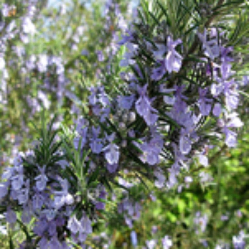 Rosmarinus Officinalis 40/50cm 23cm Pot