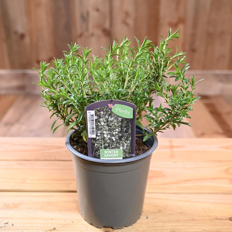 Savory Winter – Satureja Montana 1L