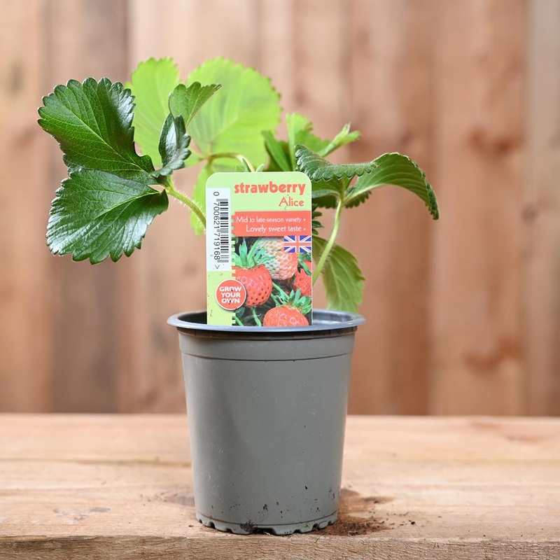 Strawberry Alice – Fragaria Ananassa  9 cm Pot