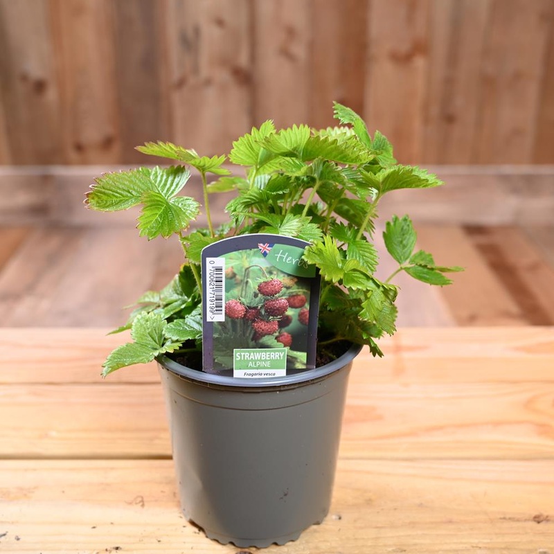 Strawberry Alpine – Fragaria Vesca   1L