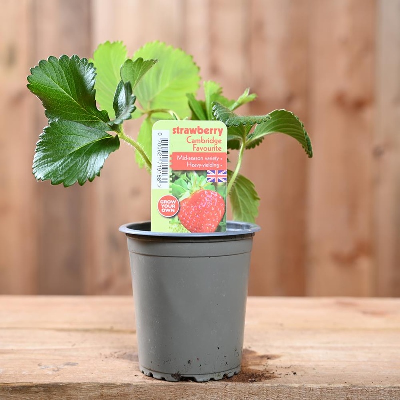 Strawberry Cambridge Fav – Fragaria Ananassa  9 cm Pot