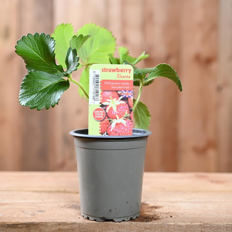 Strawberry Elsanta – Fragaria Ananassa  9 cm Pot