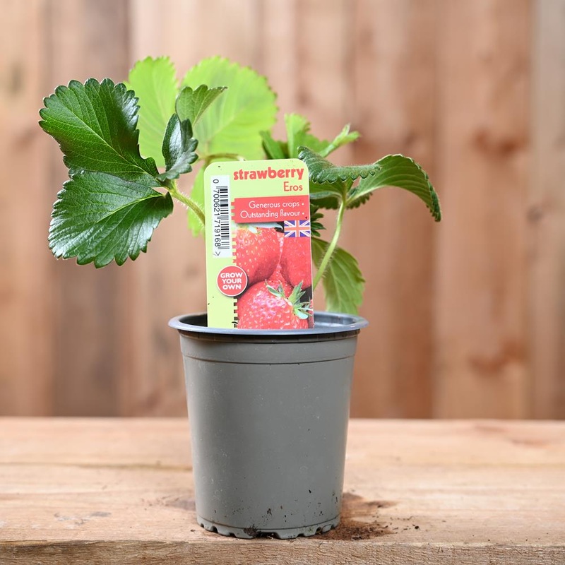 Strawberry Eros – Fragaria Ananassa  9 cm Pot