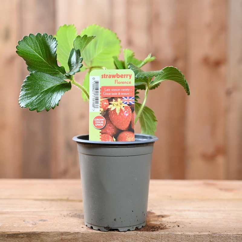 Strawberry Florence – Fragaria Ananassa  9 cm Pot