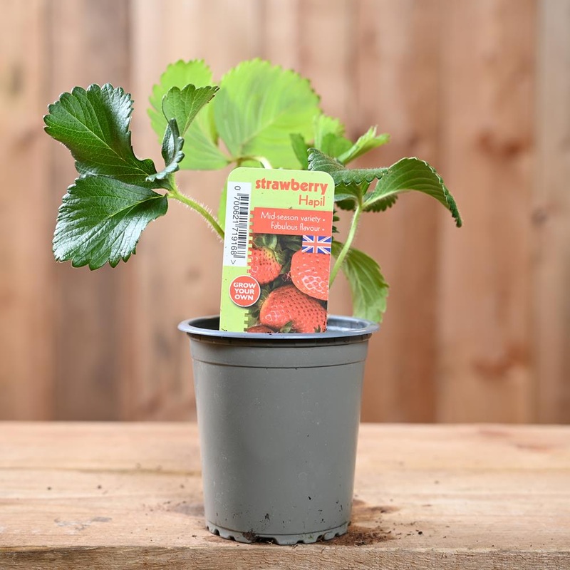Strawberry Hapil – Fragaria Ananassa 9 cm Pot
