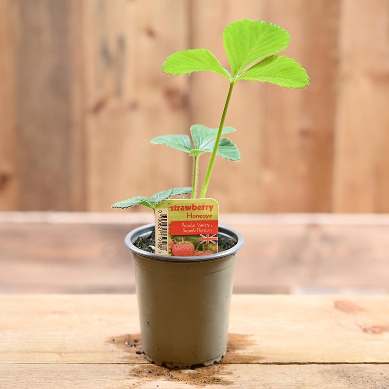 Strawberry Honeoye – Fragaria Ananassa  9 cm Pot