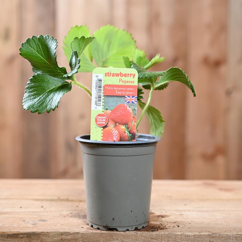 Strawberry Pegasus – Fragaria Ananassa  9 cm Pot
