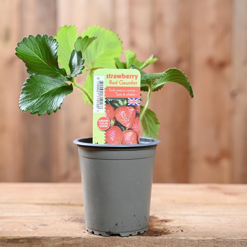 Strawberry Red Gauntlet – Fragaria Ananassa 9 cm Pot