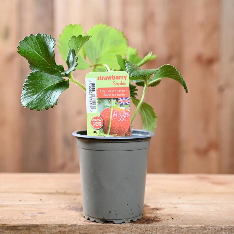 Strawberry Sophie – Fragaria Ananassa 9 cm Pot