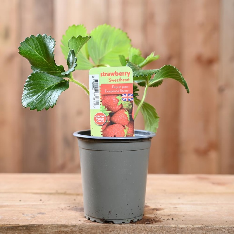 Strawberry Sweetheart – Fragaria ananassa 9 cm pot