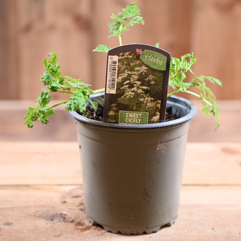 Sweet Cicely – Myrrhis Odorata 1L